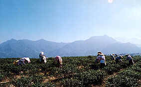 Culture du thé en Chine